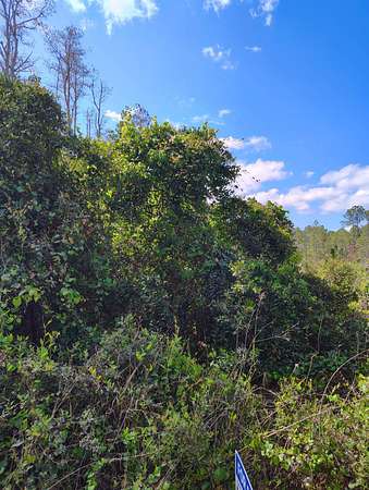 1.14 Acres of Land for Sale in Palatka, Florida