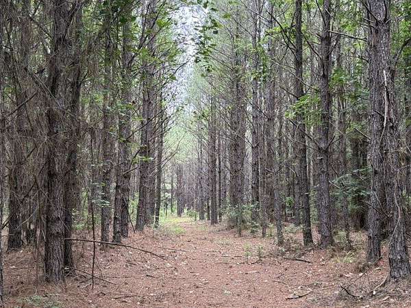 97 Acres of Recreational Land for Sale in Shongaloo, Louisiana