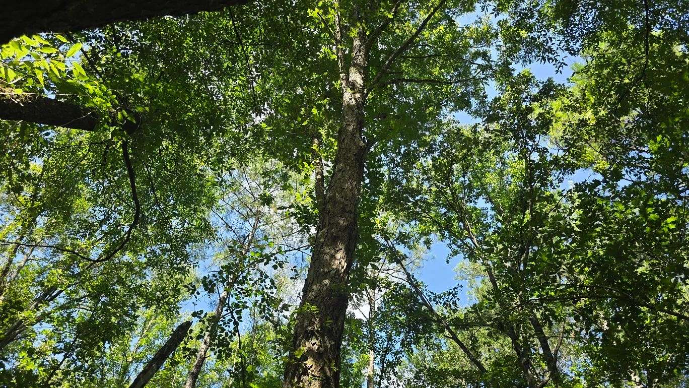 14.5 Acres of Land for Sale in Mount Olive, Mississippi