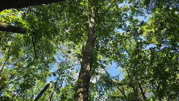 14.5 Acres of Land for Sale in Mount Olive, Mississippi