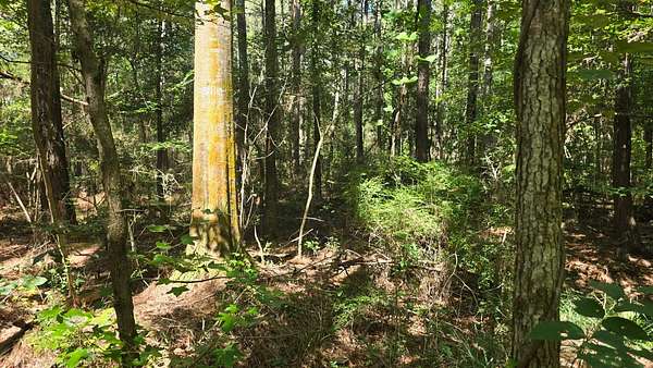 14 Acres of Land for Sale in Mount Olive, Mississippi