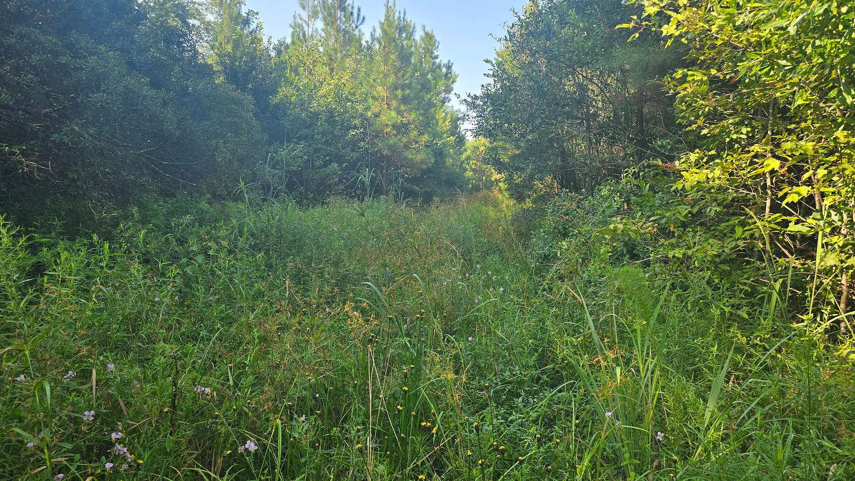 57.3 Acres of Land for Sale in Hattiesburg, Mississippi