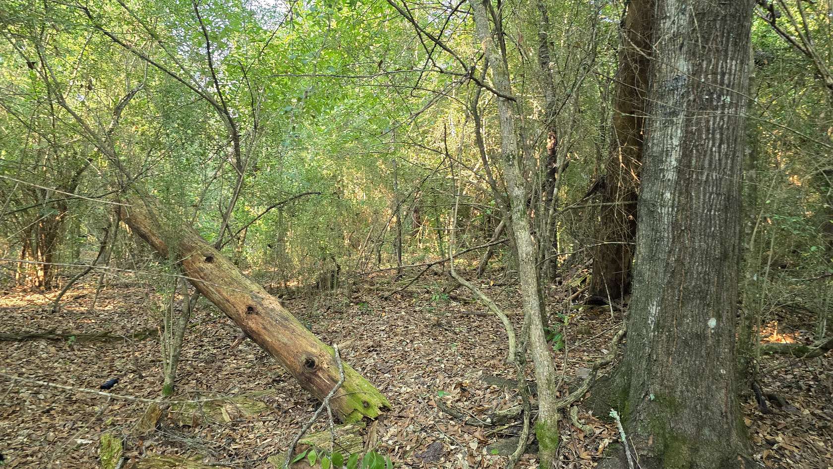 5 Acres of Land for Sale in Roxie, Mississippi