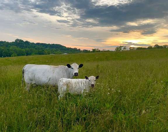 72 Acres of Land for Sale in Georgetown, Kentucky