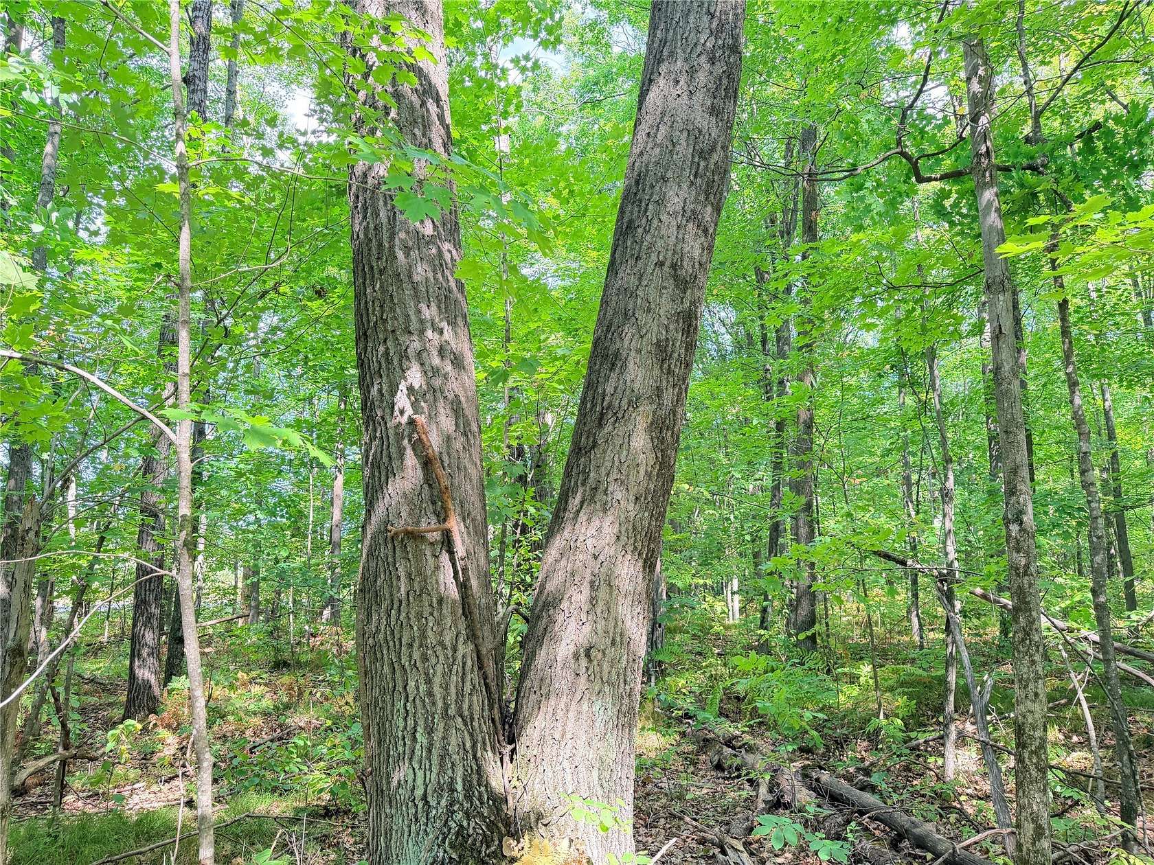 10 Acres of Land for Sale in Glen Flora, Wisconsin