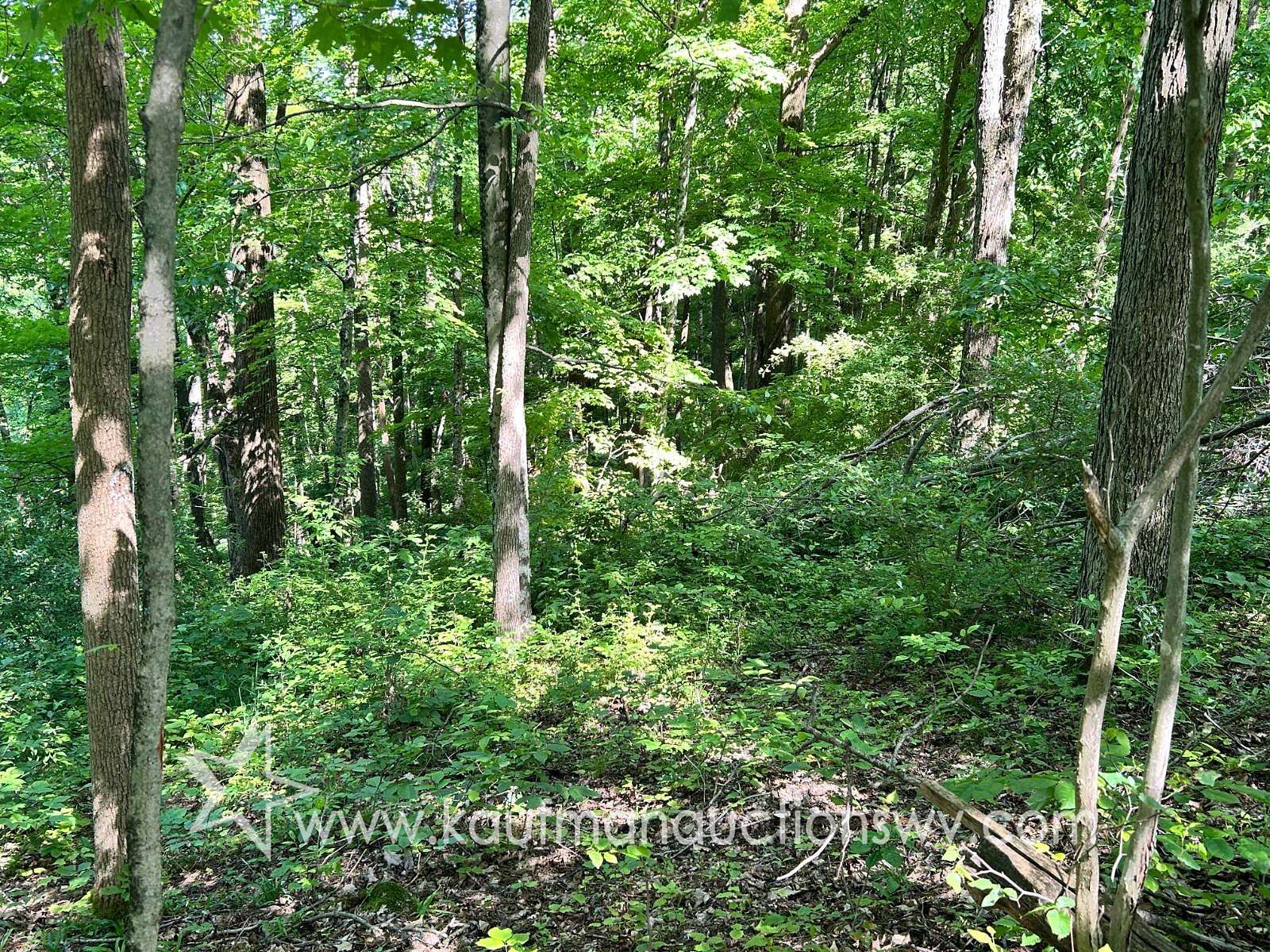 19.7 Acres of Land for Auction in Littleton, West Virginia