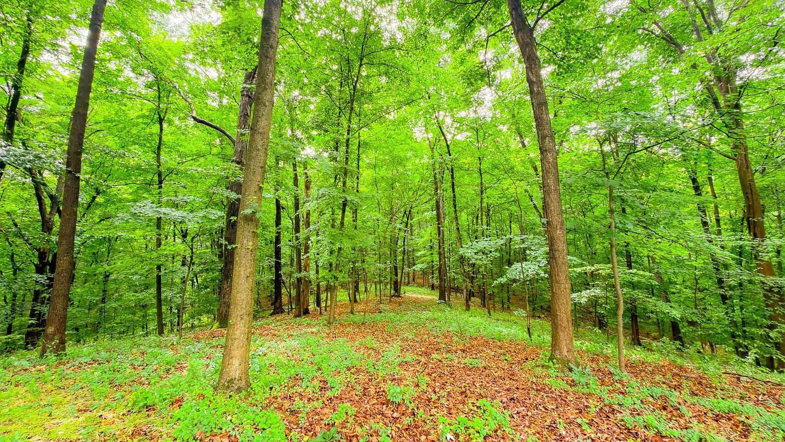 42.9 Acres of Recreational Land for Sale in Franklin Furnace, Ohio
