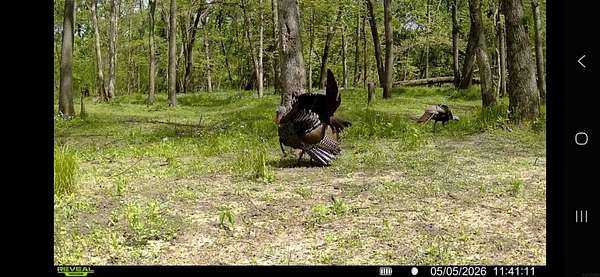 40 Acres of Recreational Land for Sale in Shell Rock, Iowa