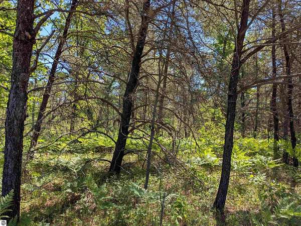 4.63 Acres of Residential Land for Sale in Bitely, Michigan