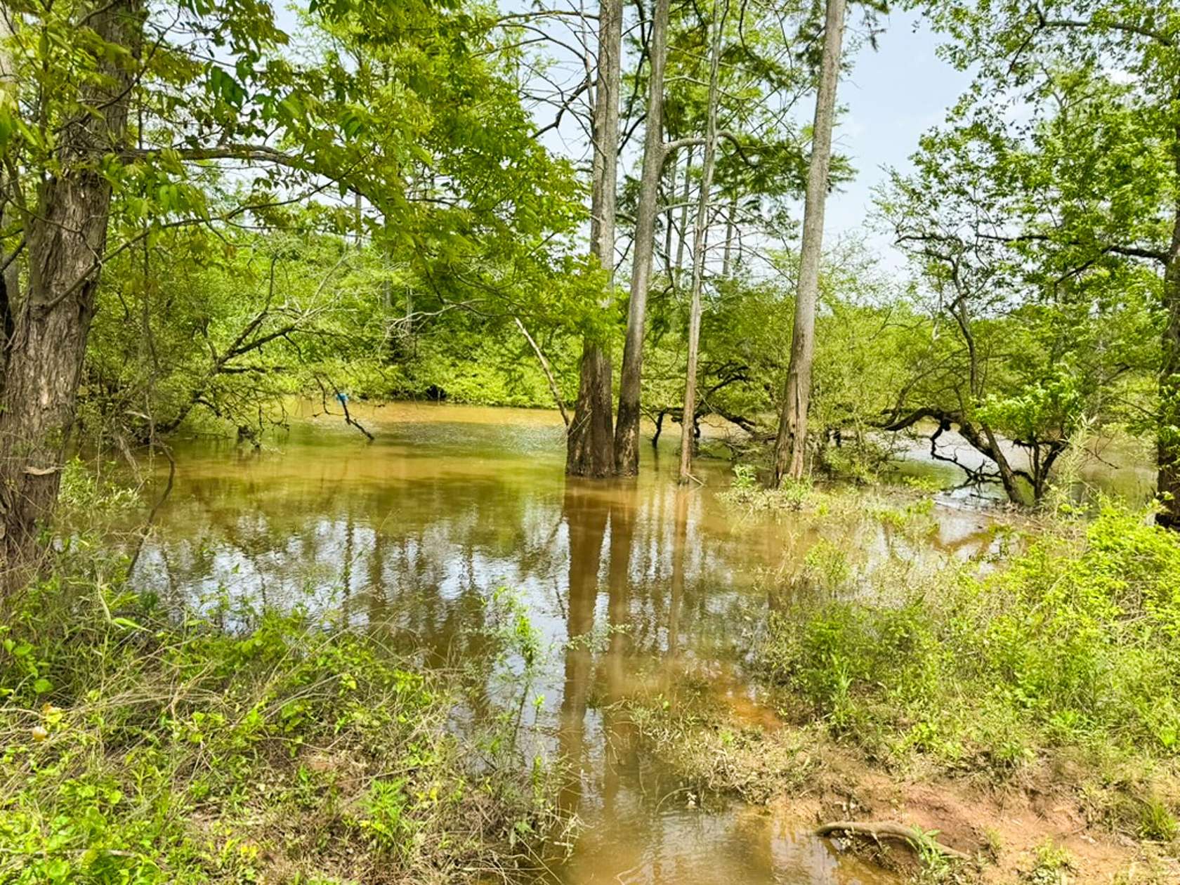 65 Acres of Land for Sale in Star City, Arkansas