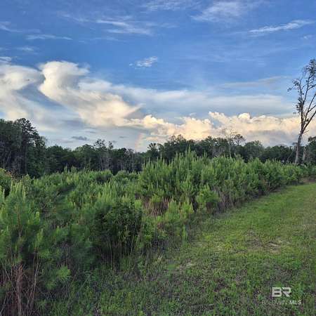 129 Acres of Recreational & Residential Land for Sale in Evergreen, Alabama