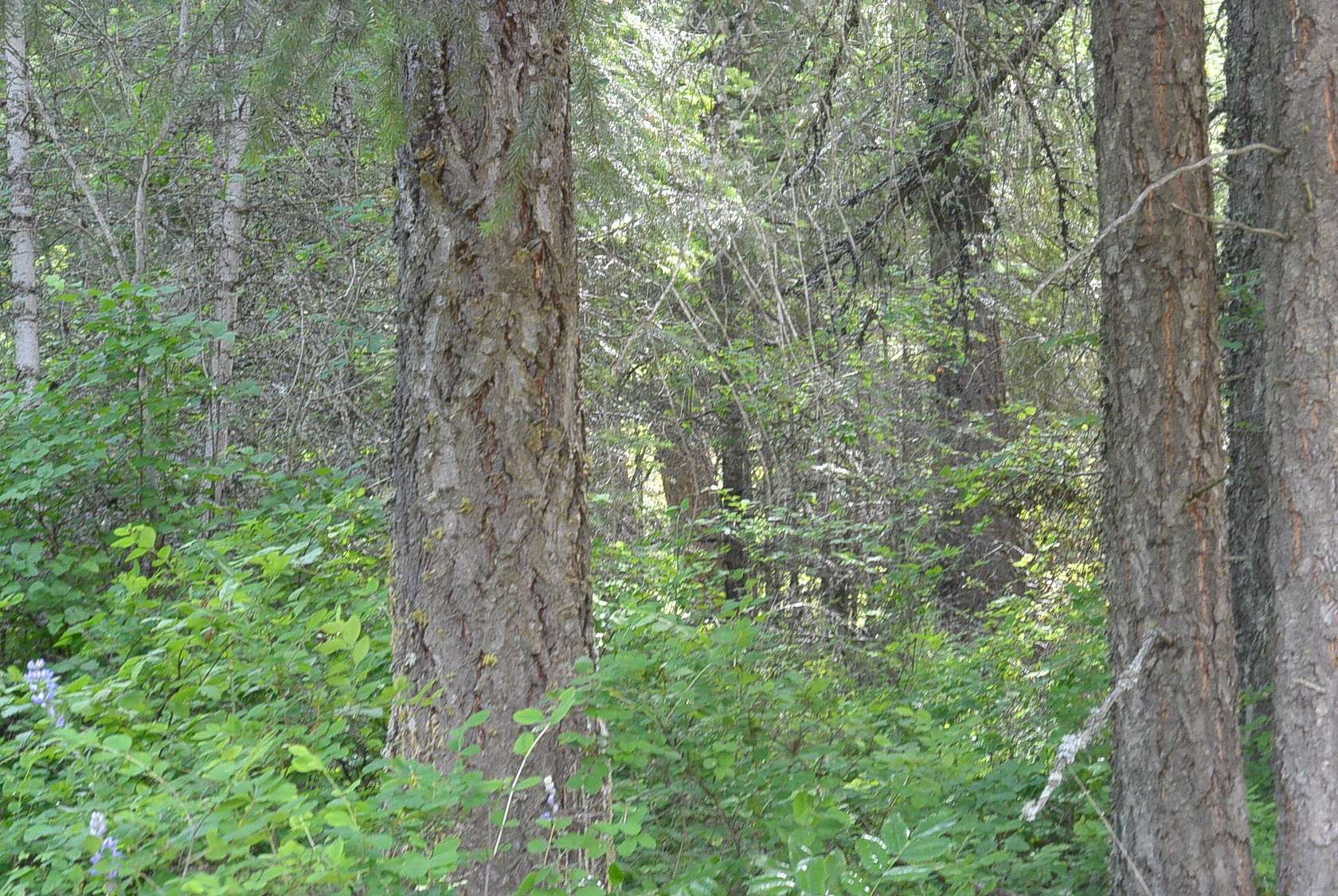 12.7 Acres of Land for Sale in Chewelah, Washington