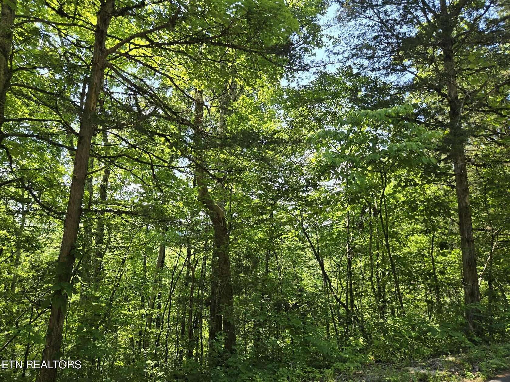 96.5 Acres of Land for Sale in Washburn, Tennessee