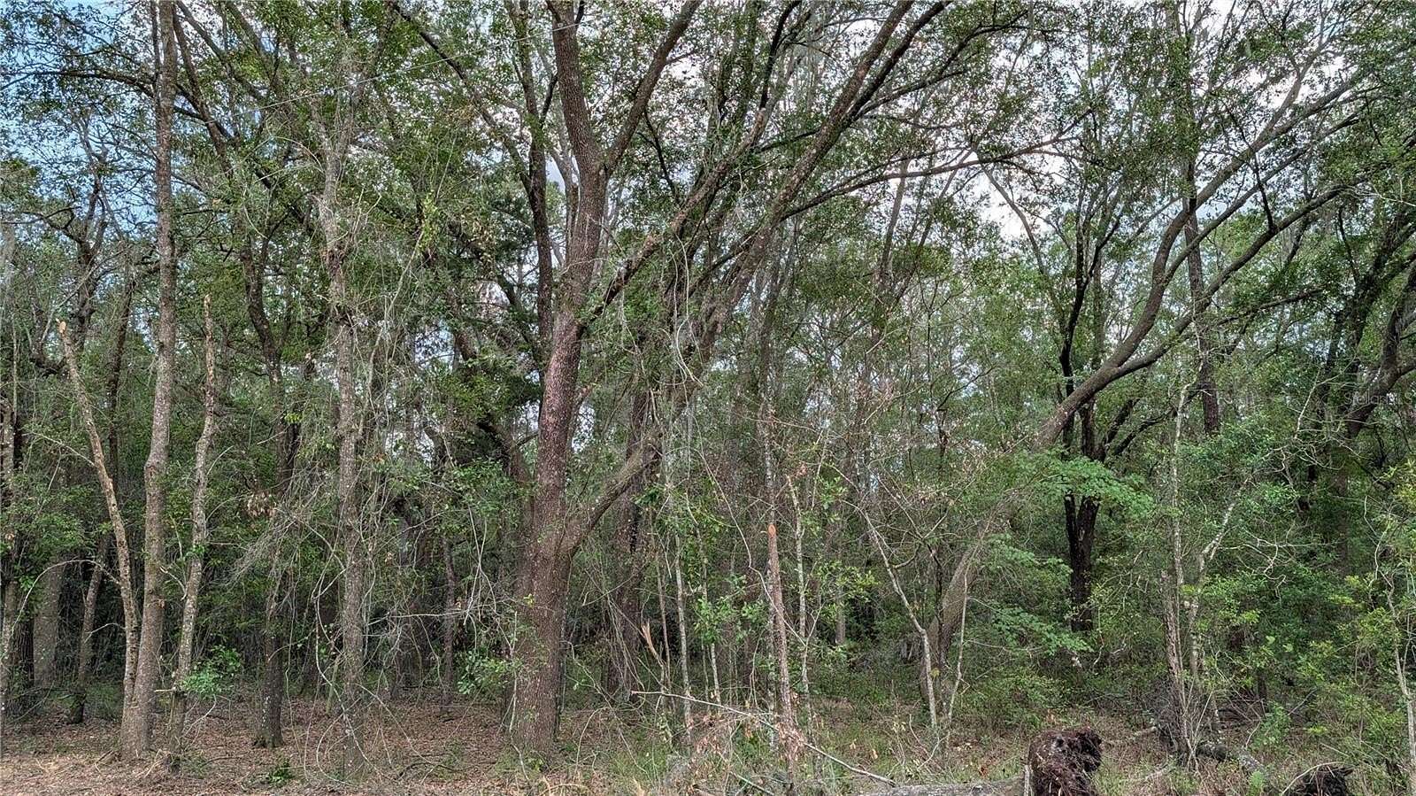 22 Acres of Land for Sale in Waldo, Florida