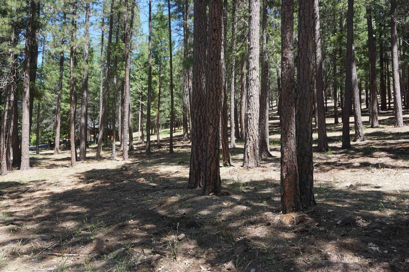 1.39 Acres of Residential Land for Sale in Quincy, California