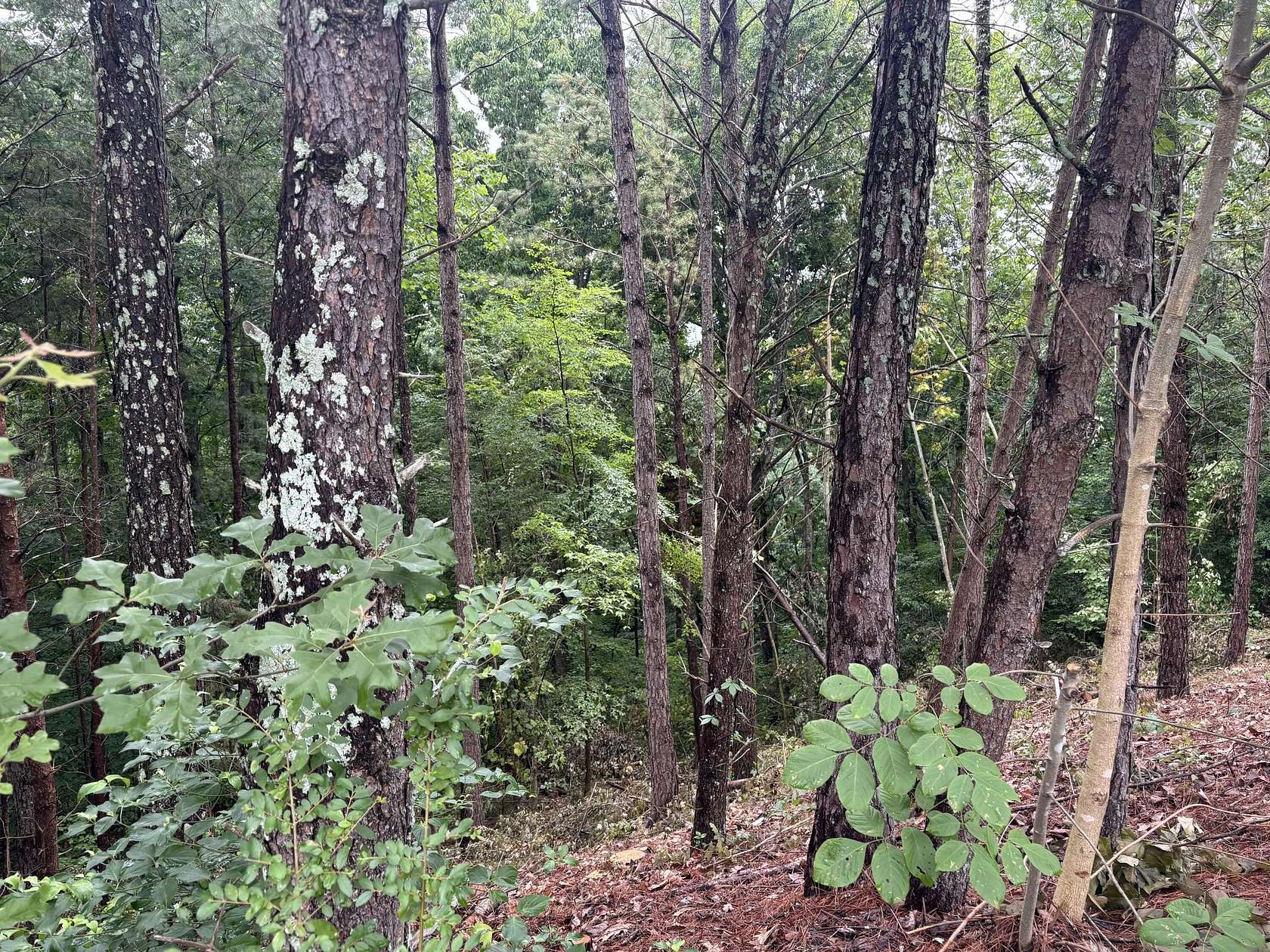 1.39 Acres of Residential Land for Sale in Cleveland, Tennessee