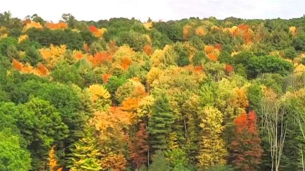 21 Acres of Recreational & Residential Land for Sale in Vestal, New York