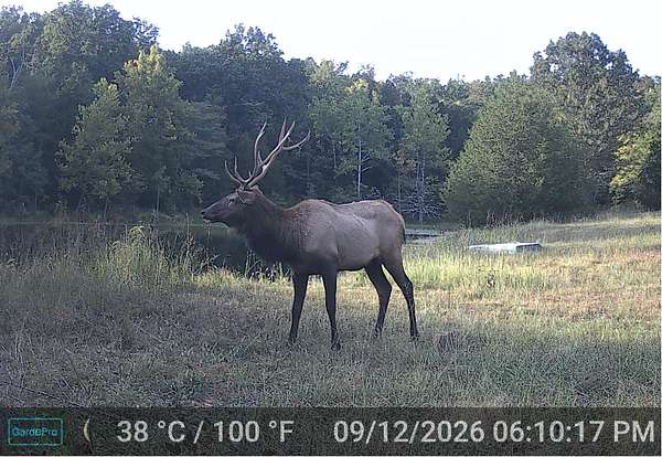 87 Acres of Land for Sale in Winona, Missouri