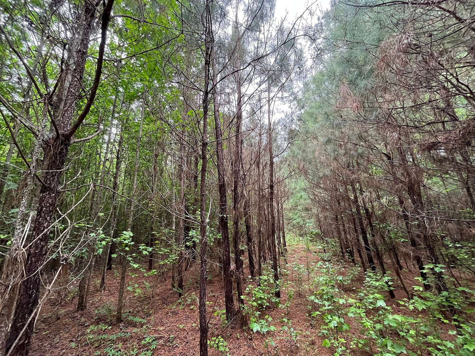 8.36 Acres of Land for Sale in Marietta, Mississippi
