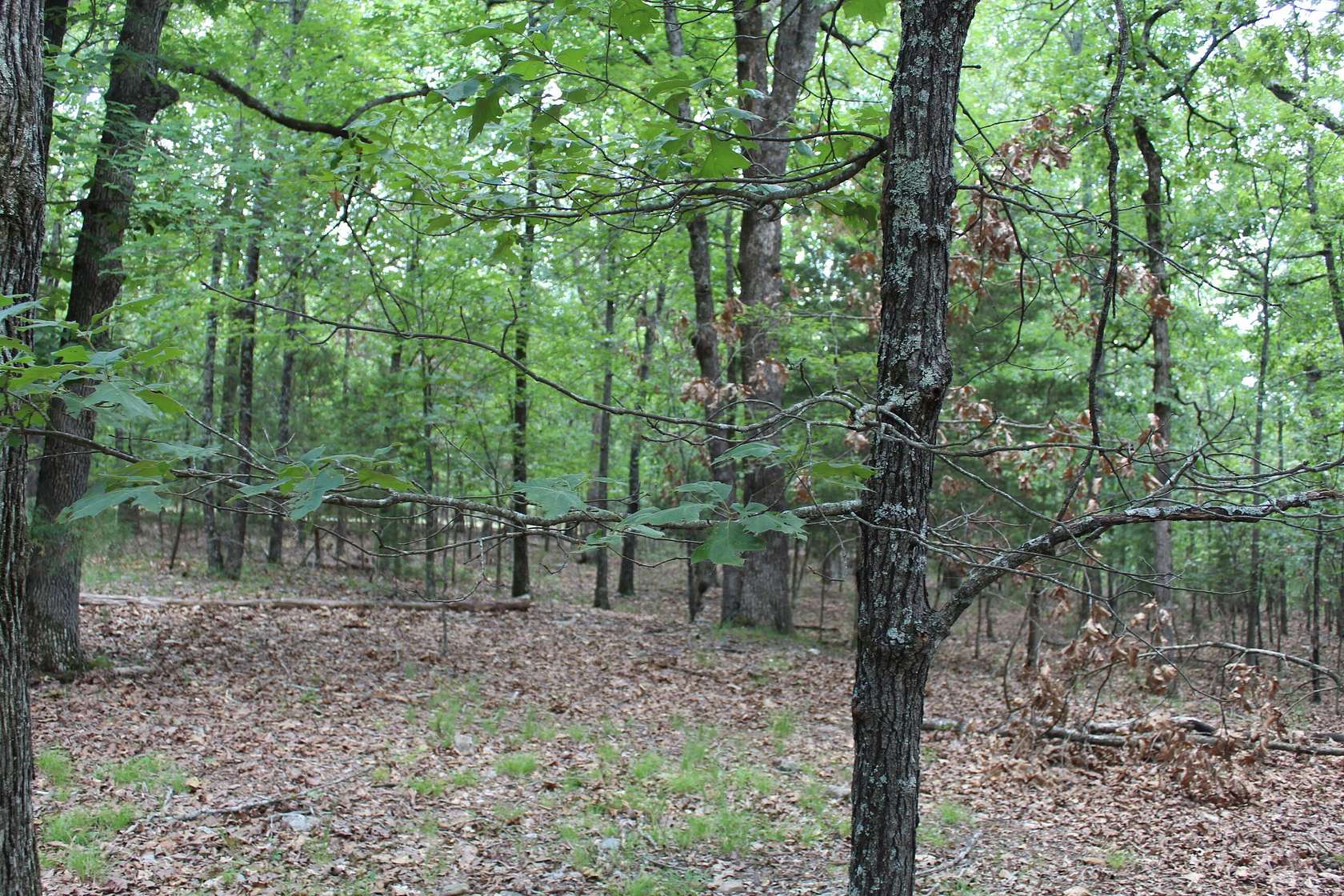 0.2 Acres of Residential Land for Sale in Theodosia, Missouri