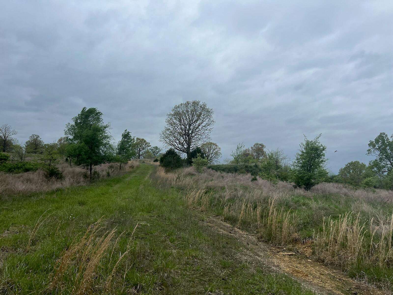 250 Acres of Land for Sale in Thornfield, Missouri