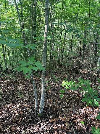 5.84 Acres of Residential Land for Sale in Wilder, Tennessee