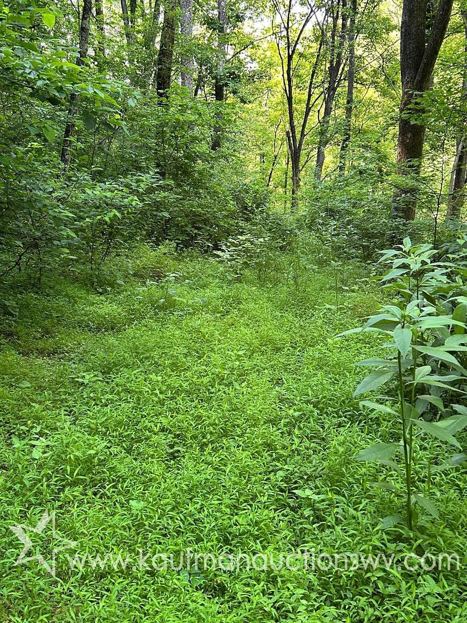 30 Acres of Land for Auction in Littleton, West Virginia