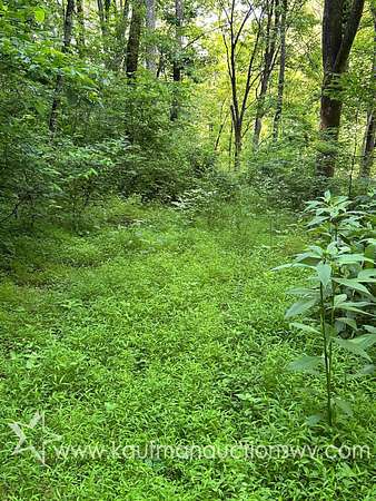 30 Acres of Land for Auction in Littleton, West Virginia