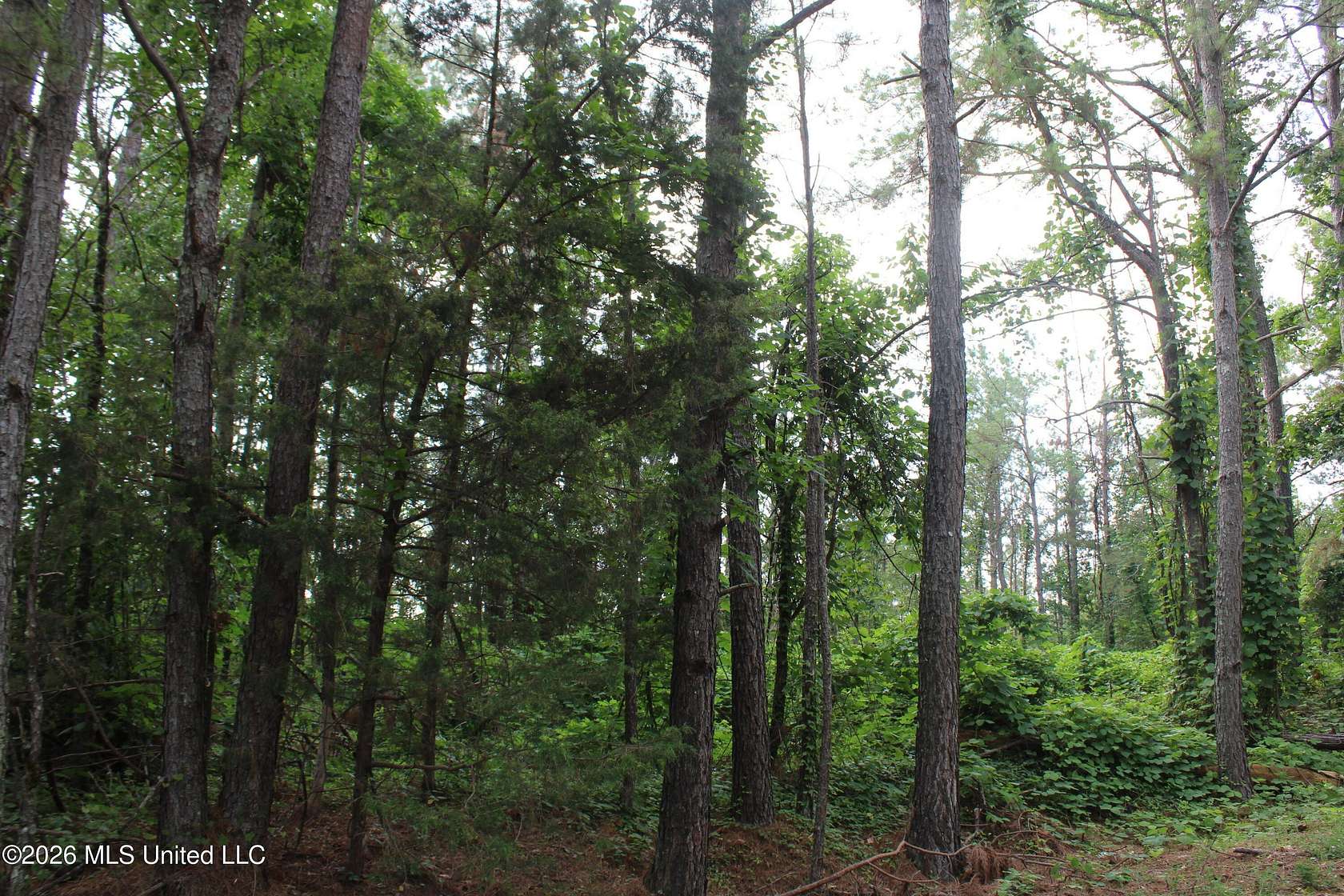 30.1 Acres of Recreational Land for Sale in Holly Springs, Mississippi