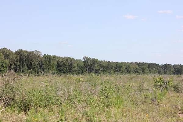 20 Acres of Land for Sale in Huntington, Texas