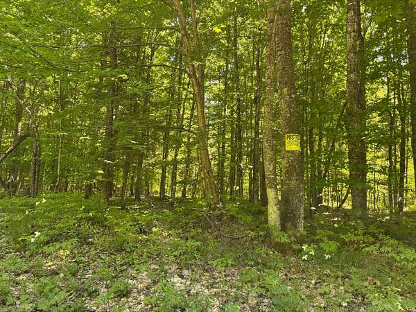 20 Acres of Recreational Land for Sale in McMillan, Michigan