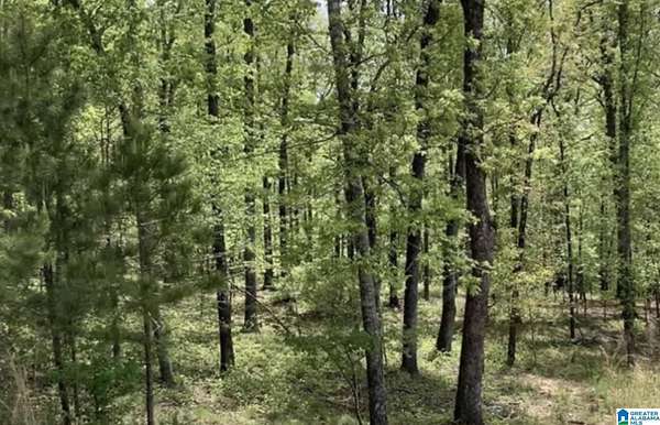 1.65 Acres of Residential Land for Sale in Springville, Alabama