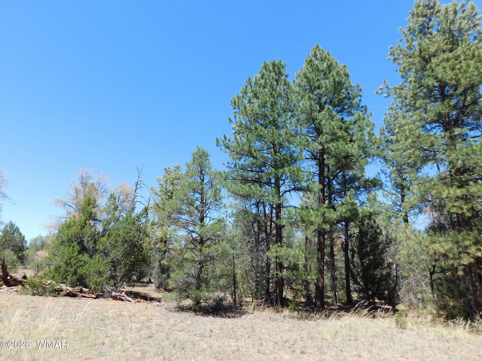 1.19 Acres of Residential Land for Sale in Overgaard, Arizona