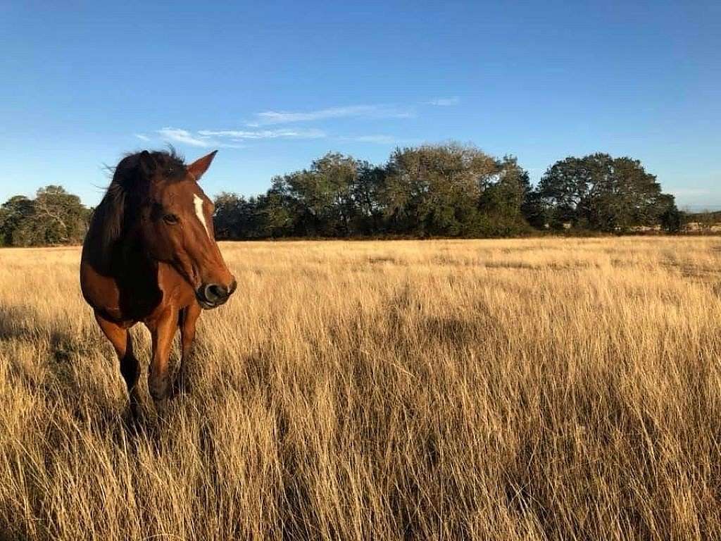 22 Acres of Agricultural Land with Home for Sale in La Grange, Texas
