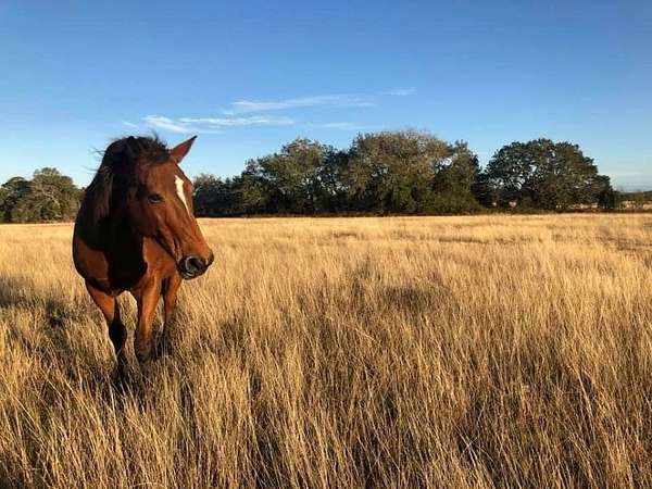 22 Acres of Agricultural Land with Home for Sale in La Grange, Texas