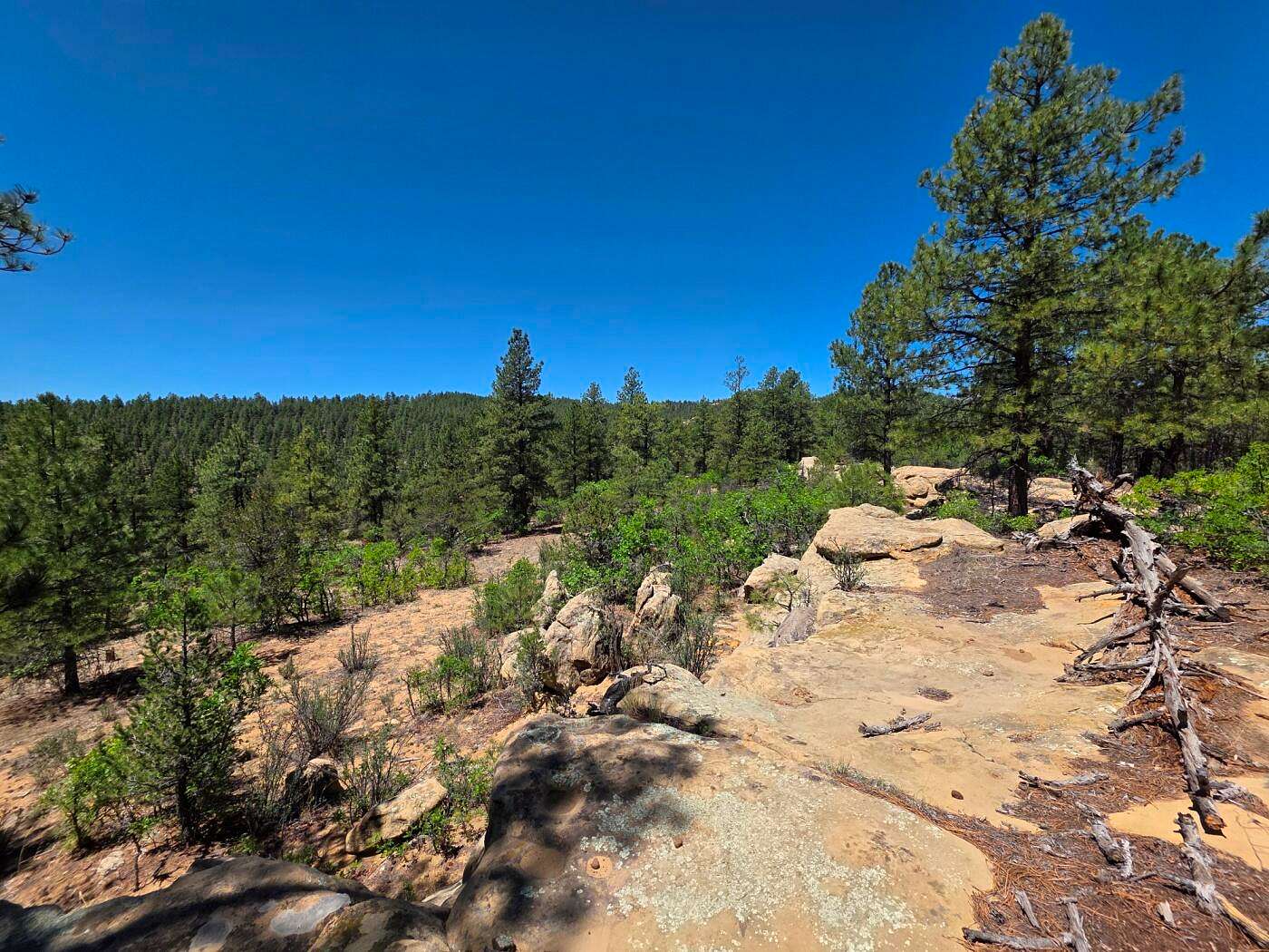 40 Acres of Land for Sale in Weston, Colorado
