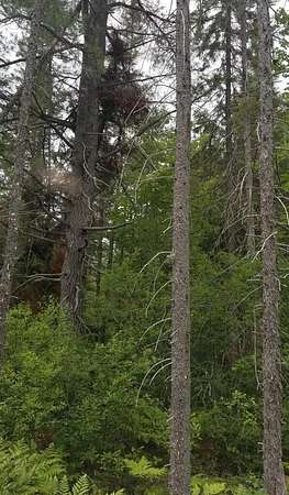 231 Acres of Recreational Land for Sale in McMillan, Michigan