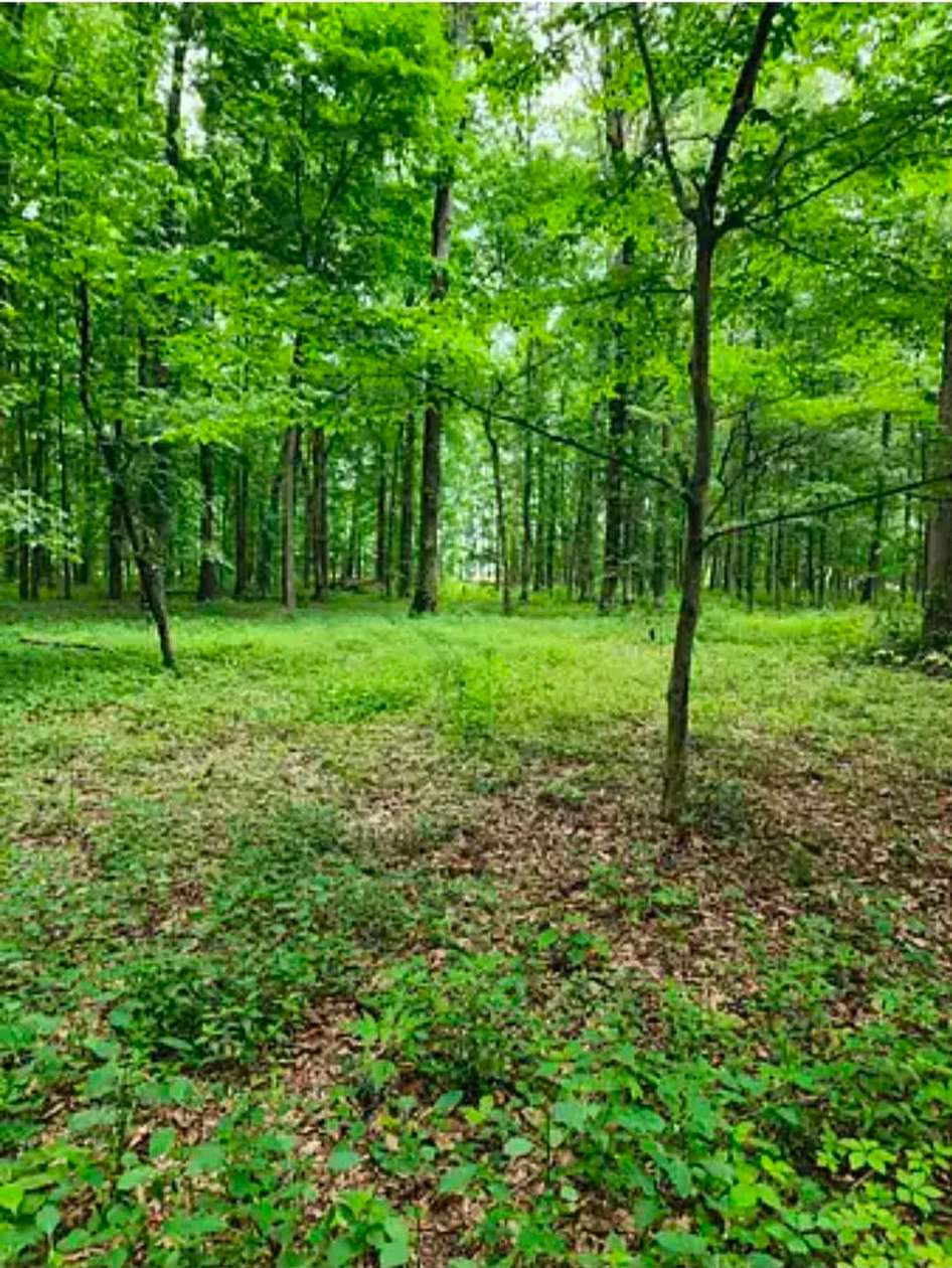 7 Acres of Residential Land for Sale in Sardinia, Ohio