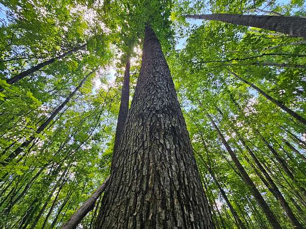 13 Acres of Recreational & Residential Land for Sale in Detroit, Alabama