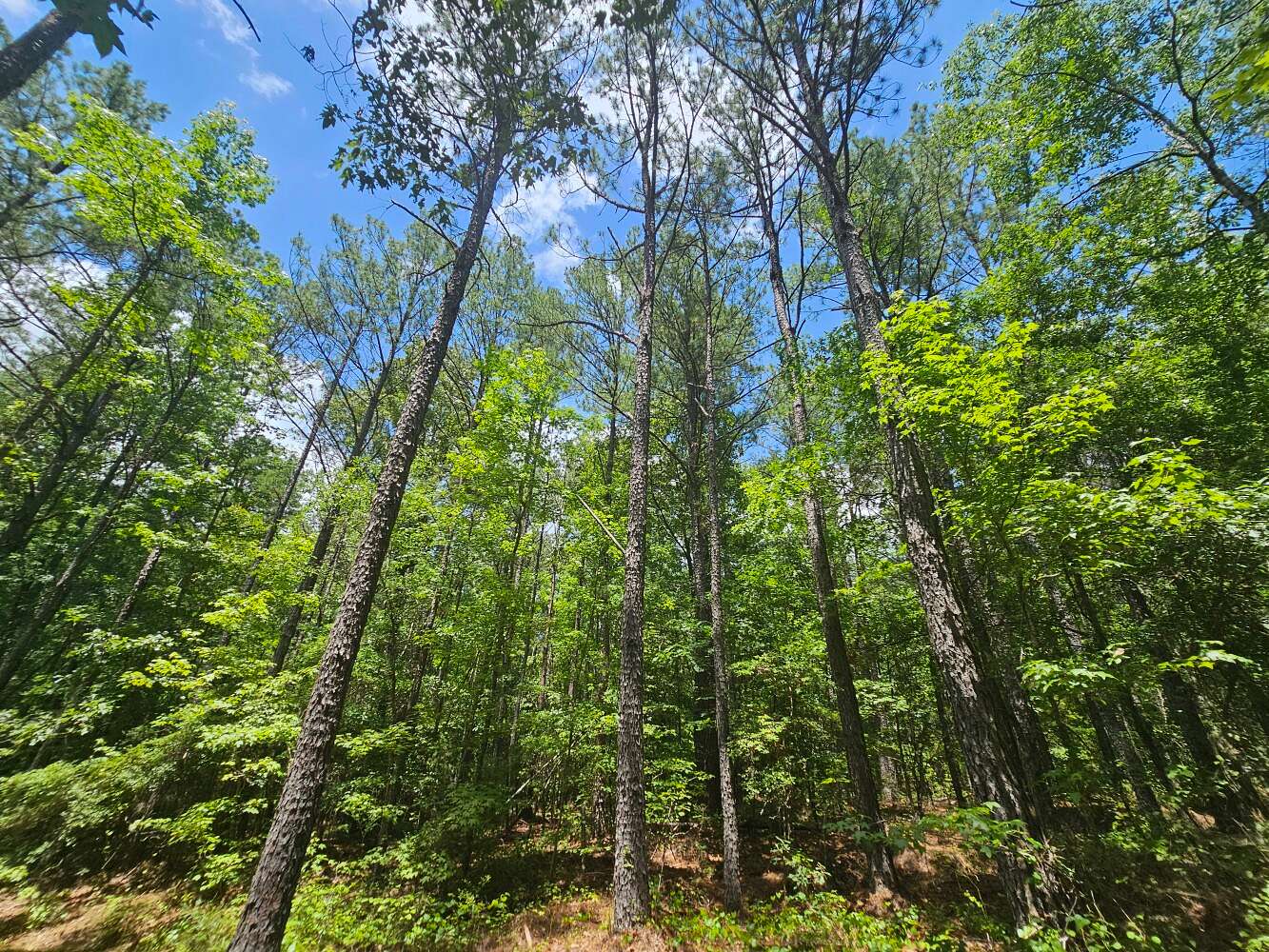 166 Acres of Recreational & Residential Land for Sale in Millport, Alabama