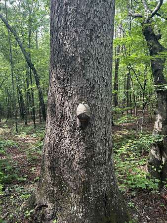 3 Acres of Residential Land for Sale in Mena, Arkansas