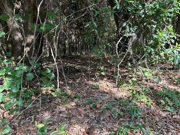 8 Acres of Land for Sale in Pavo, Georgia