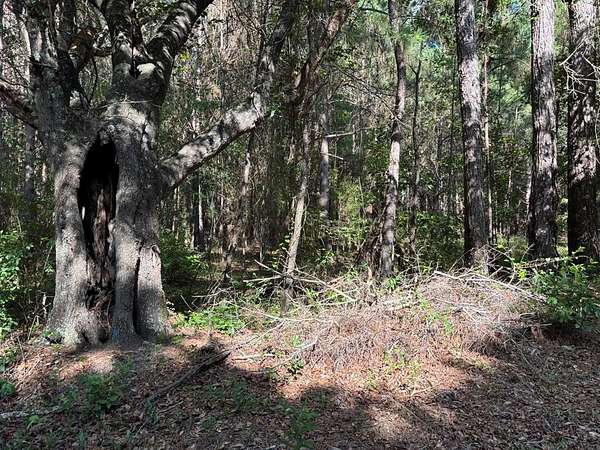 8 Acres of Land for Sale in Pavo, Georgia