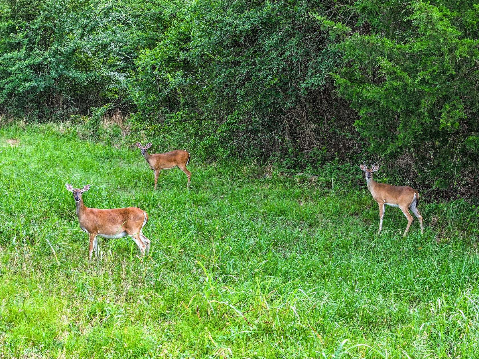 1 Acre of Residential Land for Sale in Sulphur Springs, Texas