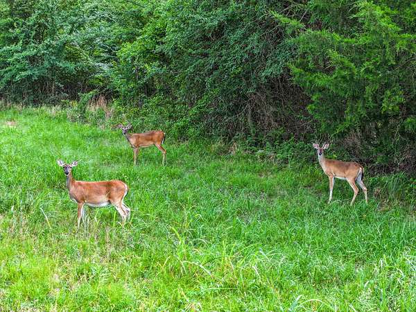 1 Acre of Residential Land for Sale in Sulphur Springs, Texas