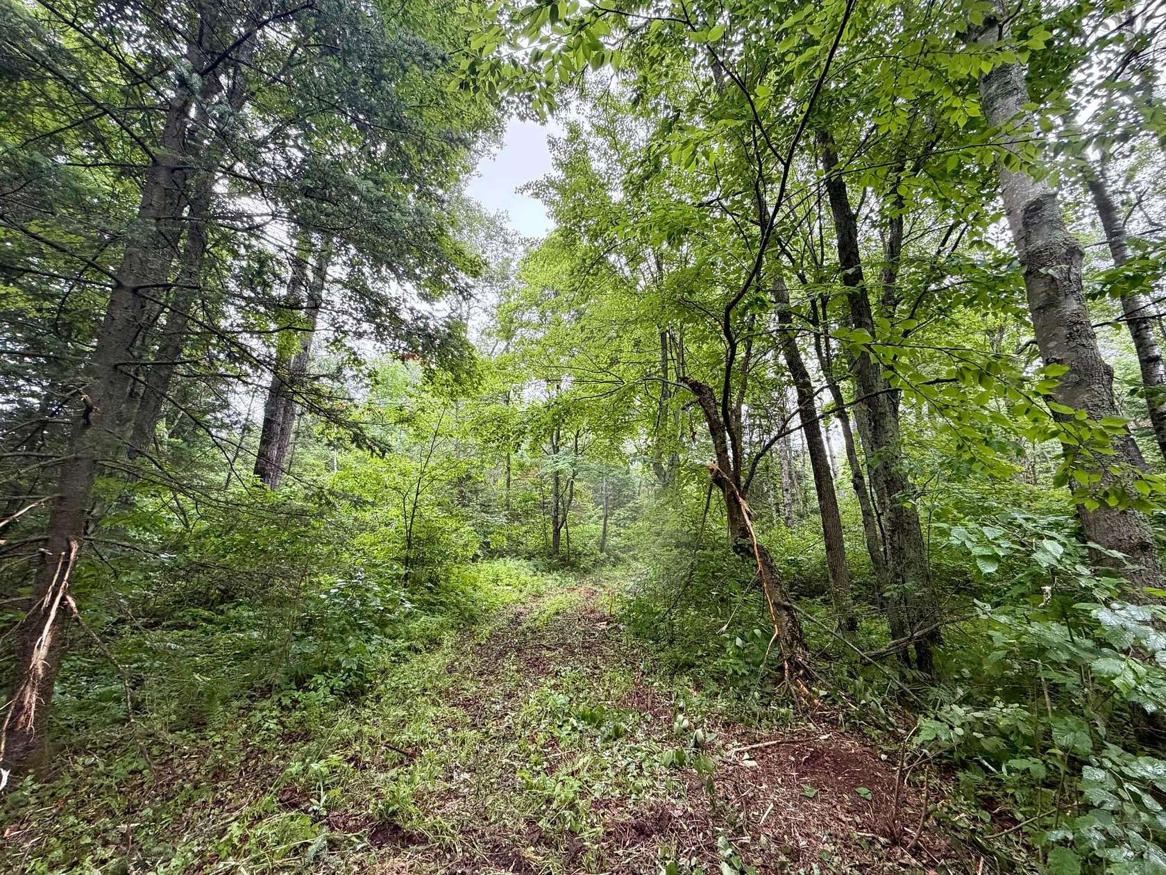 40 Acres of Recreational Land for Sale in Tripoli, Wisconsin