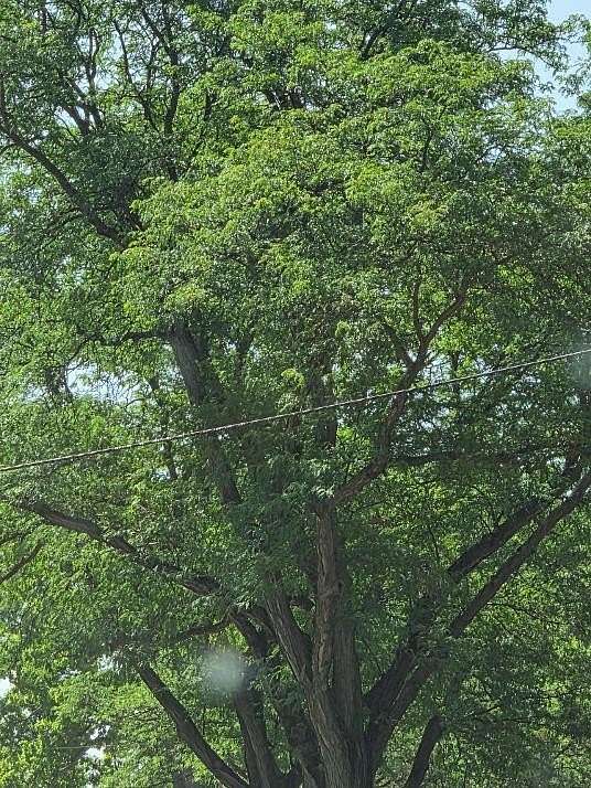 11.4 Acres of Land with Home for Sale in Hillsdale, Michigan