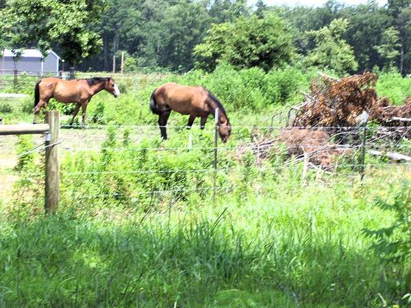 13.6 Acres of Agricultural Land for Sale in Ashdown, Arkansas