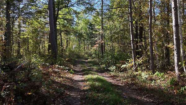 81.9 Acres of Recreational & Residential Land for Sale in Spooner, Wisconsin