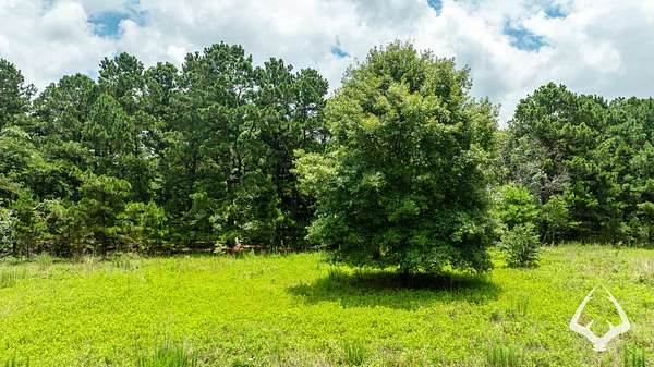 Land for Sale in Grapeland, Texas